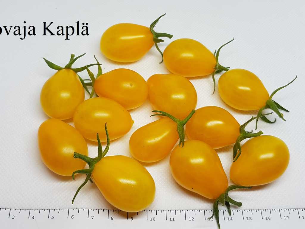 Medovaja Kaplä (Honungs Droppe) 